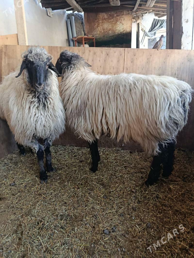 goyun öweç - Aşgabat - img 4