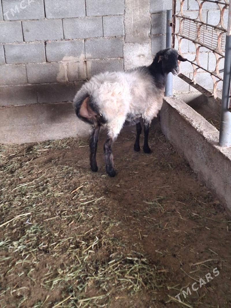 goyun geci - Gökdepe - img 1