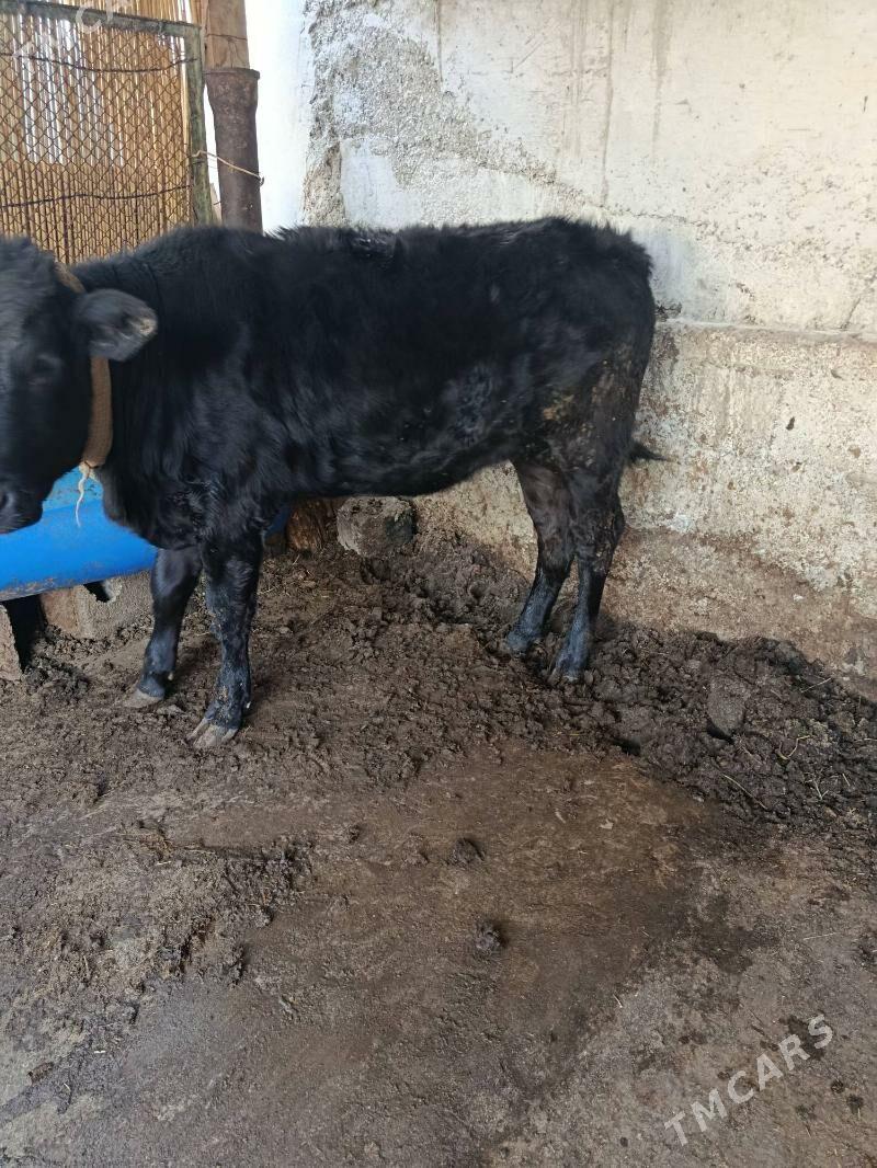 tuwe - Aşgabat - img 3