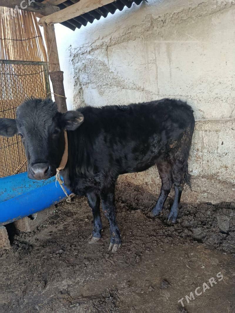 tuwe - Aşgabat - img 2