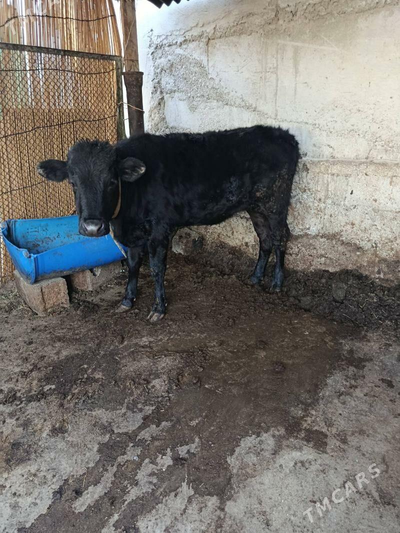 tuwe - Aşgabat - img 4