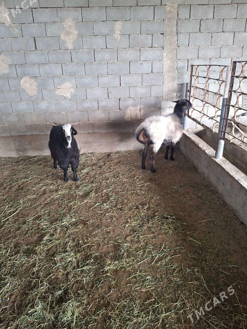 goyun geci - Gökdepe - img 4