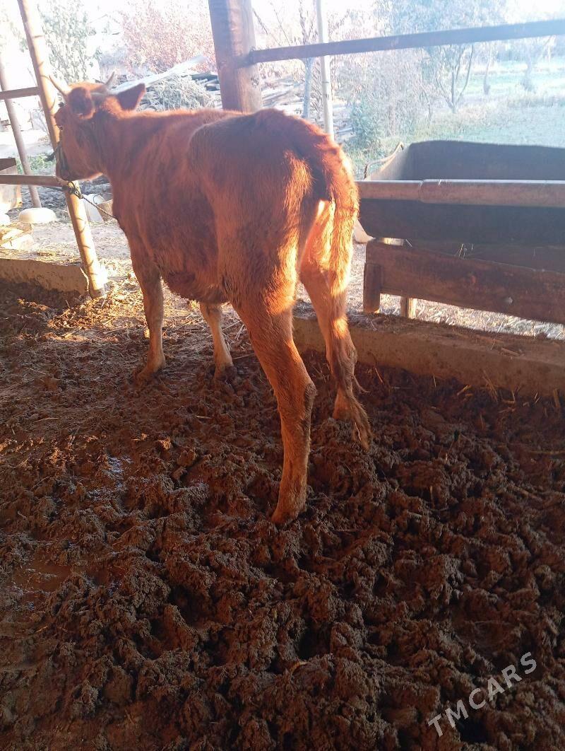 Gunajyn - Çärjew - img 4