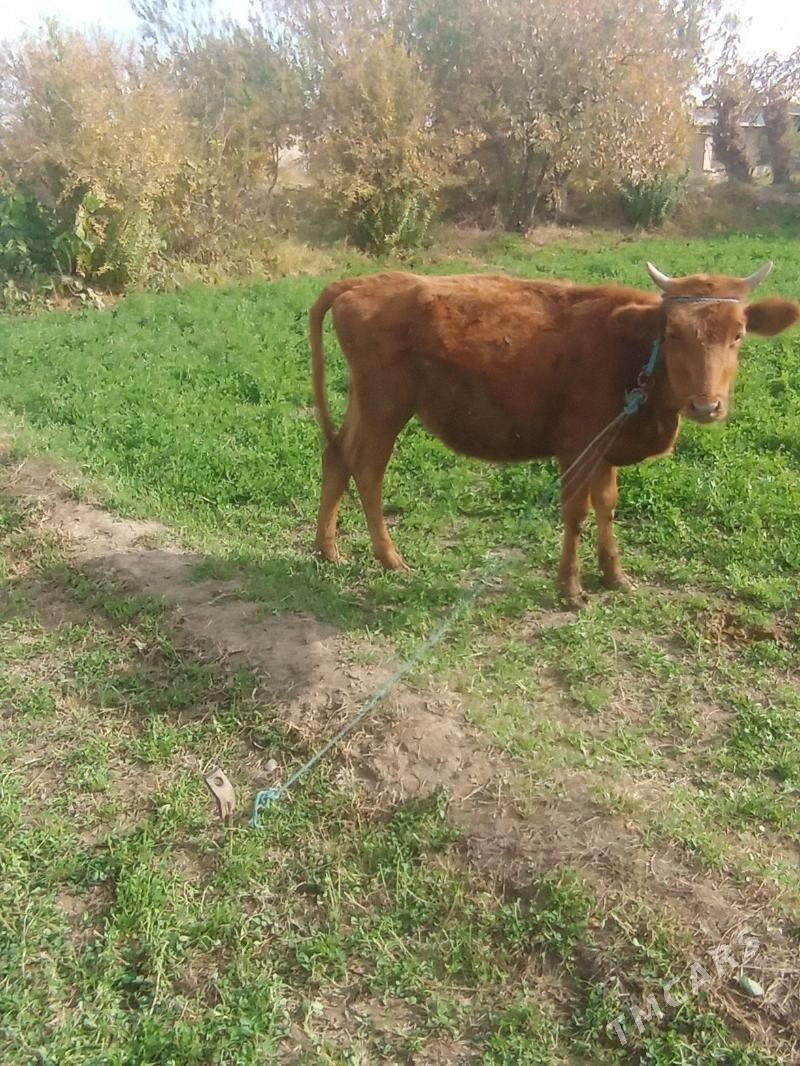 Gunajyn - Çärjew - img 1