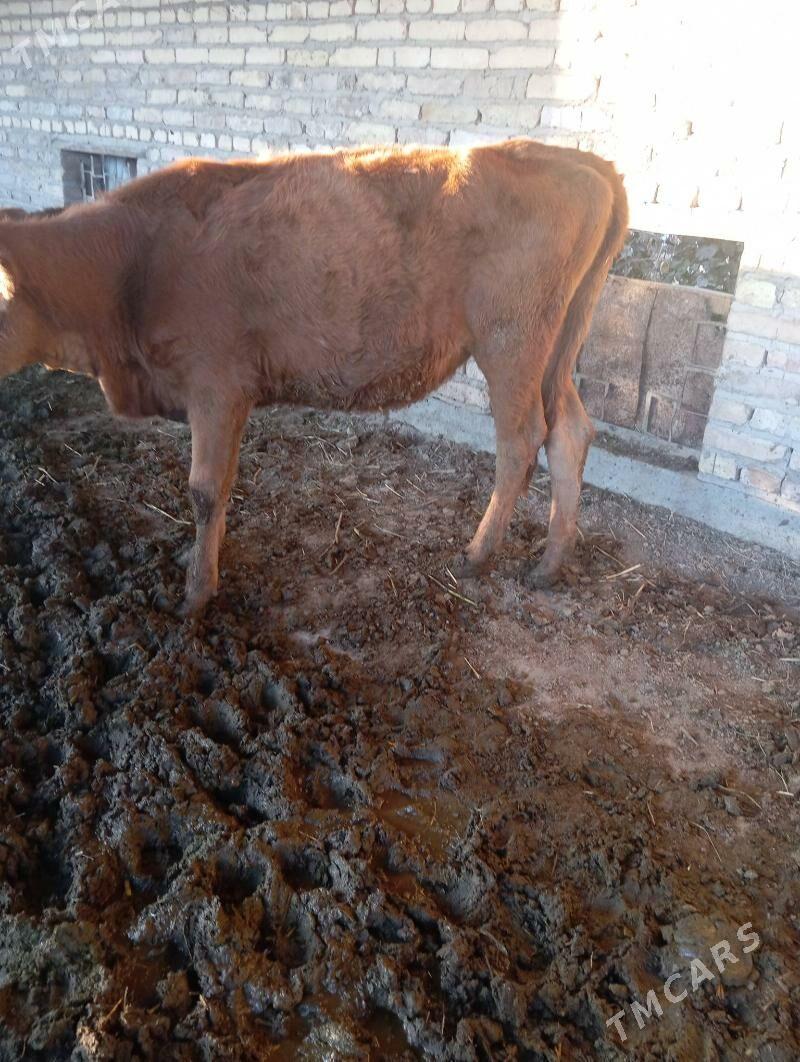 Gunajyn - Çärjew - img 5