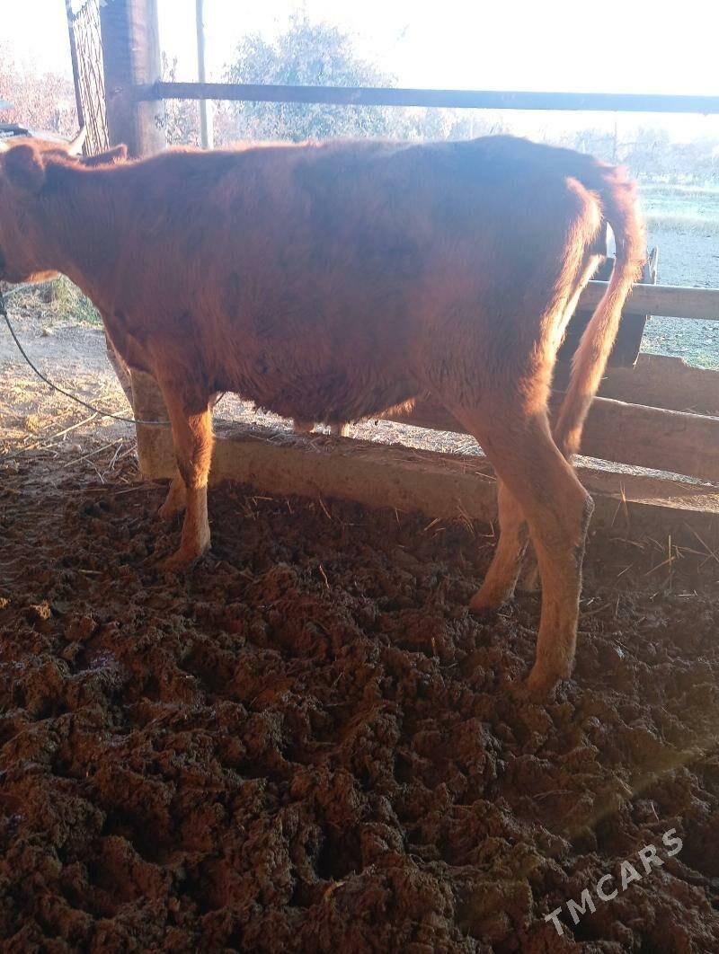 Gunajyn - Çärjew - img 3