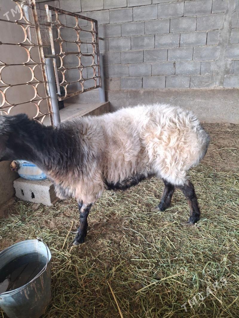 goyun geci - Gökdepe - img 3