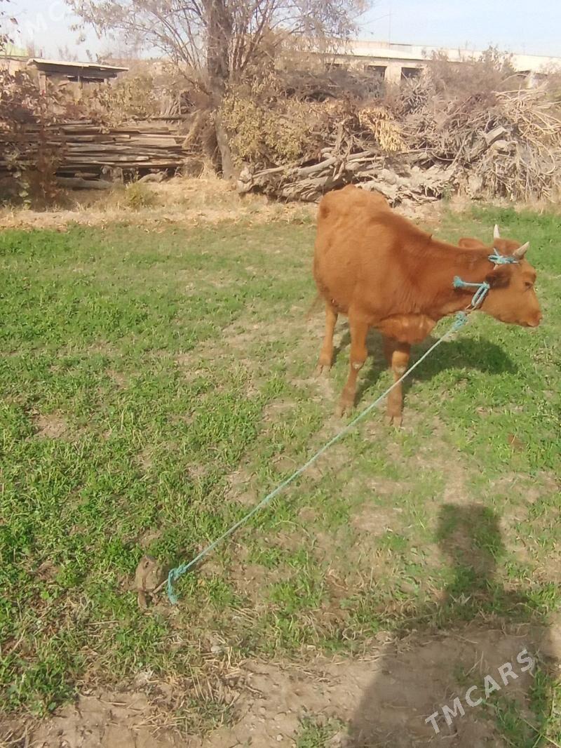 Gunajyn - Çärjew - img 2