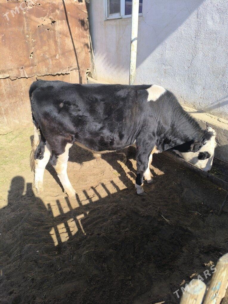 Okuz - Gumdag - img 1