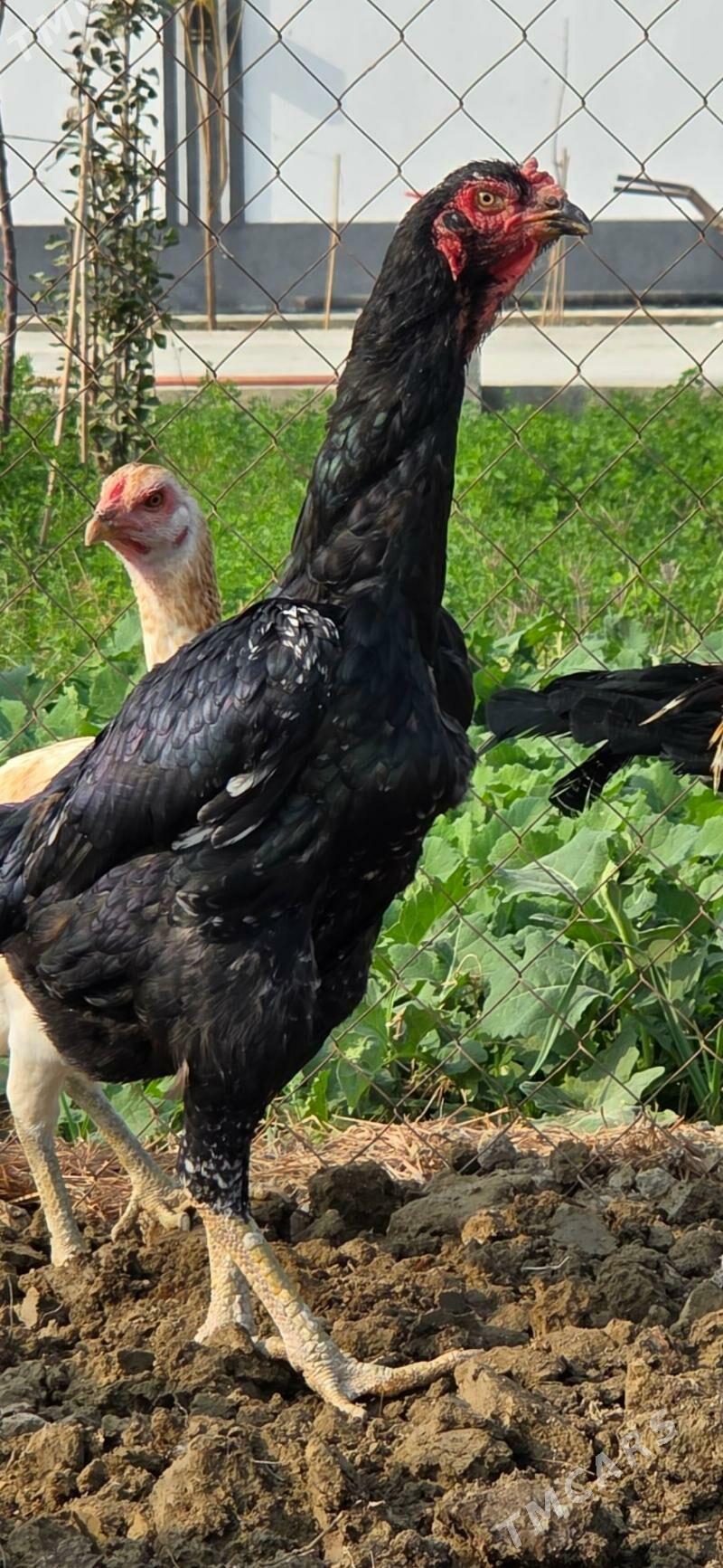 Tasgent - Gökdepe - img 1