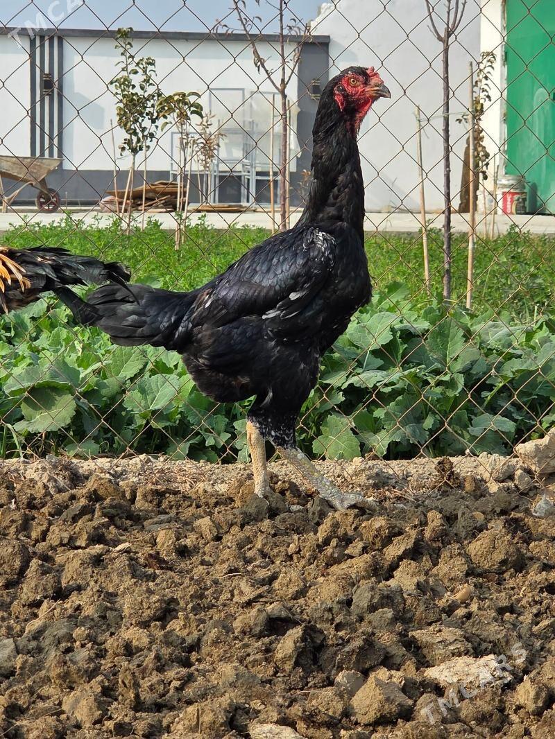 Tasgent - Gökdepe - img 2