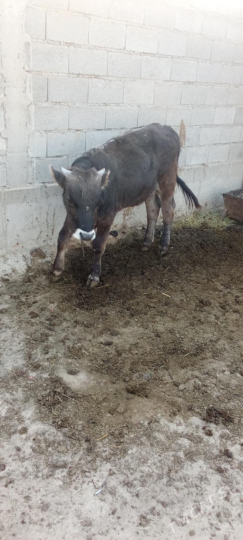 öküz - Gökdepe - img 2