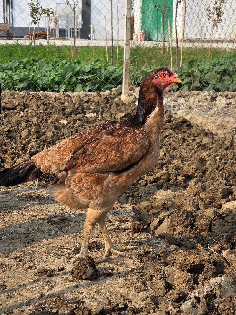 Tasgent - Gökdepe - img 5