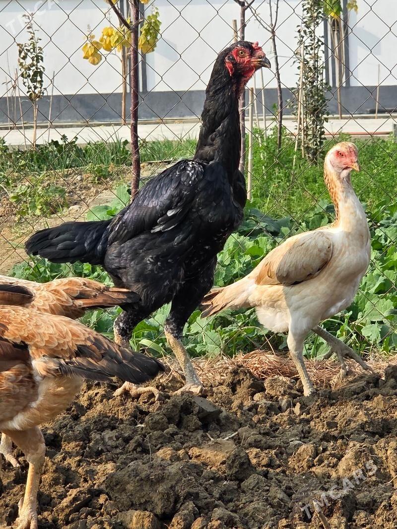 Tasgent - Gökdepe - img 6