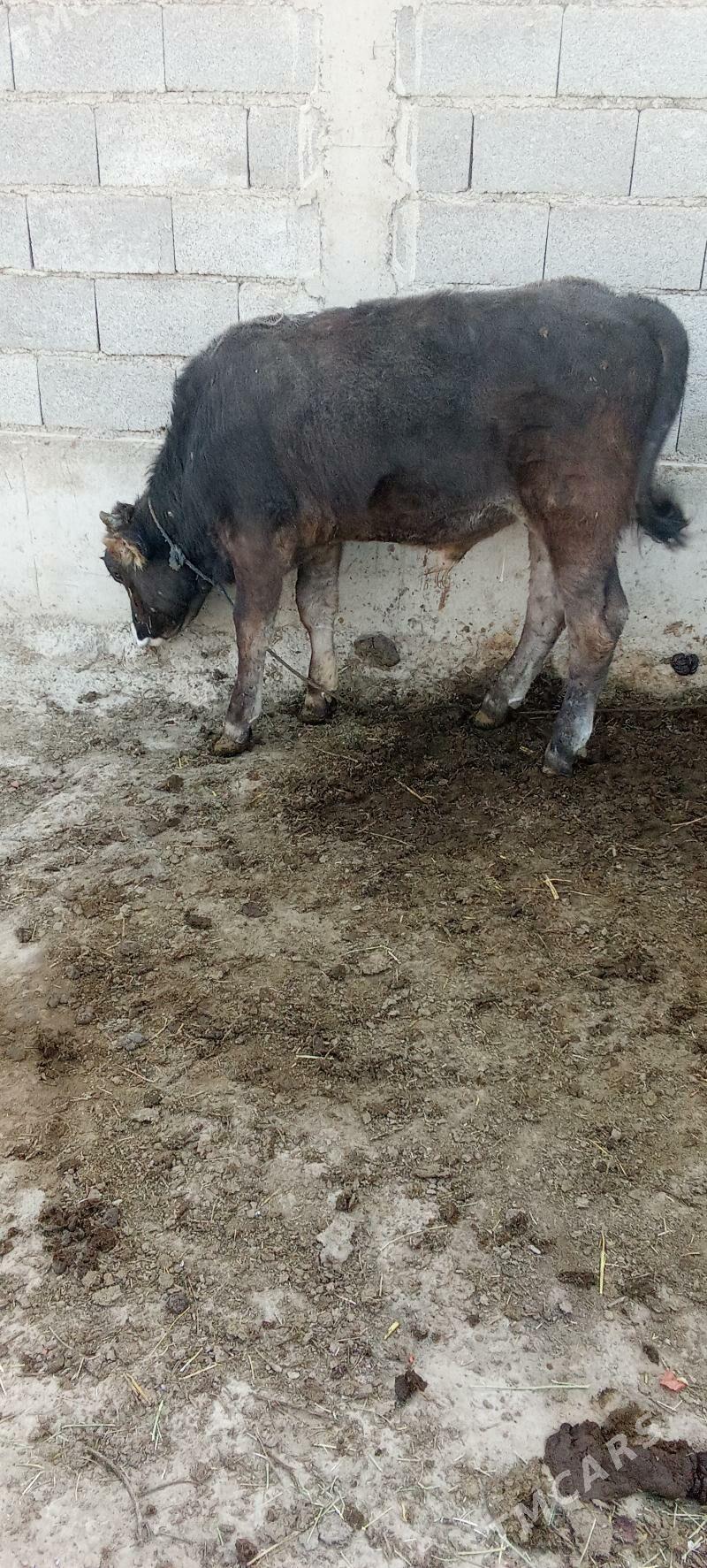 öküz - Gökdepe - img 4