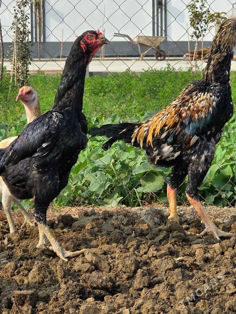 Tasgent - Gökdepe - img 7