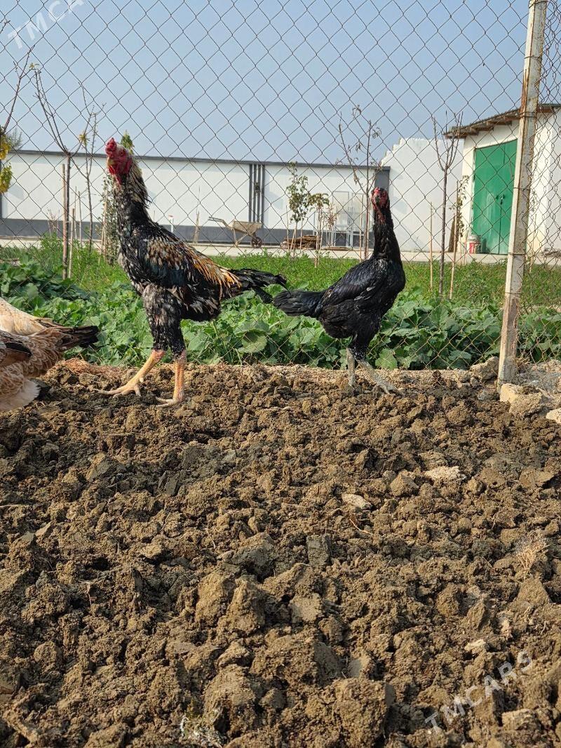 Tasgent - Gökdepe - img 3