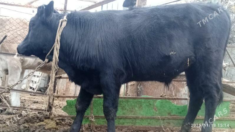 okuz,tuwe - Бахарден - img 3