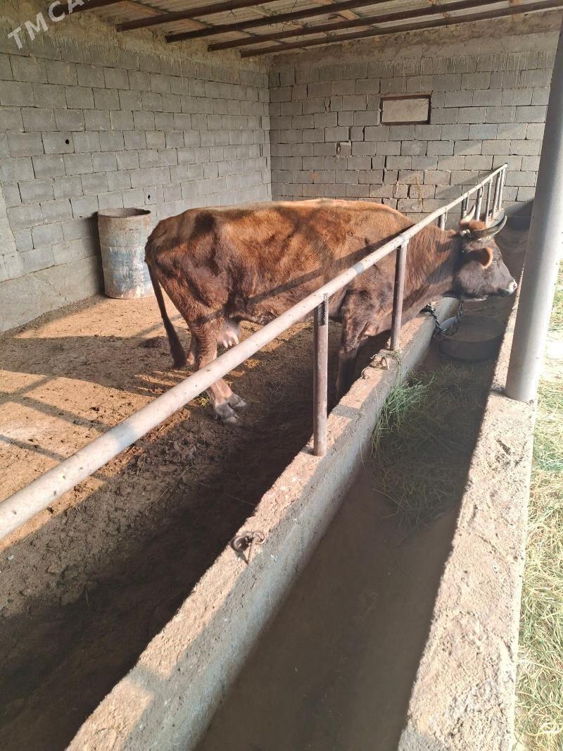 gysyr sygyr - Gökdepe - img 1