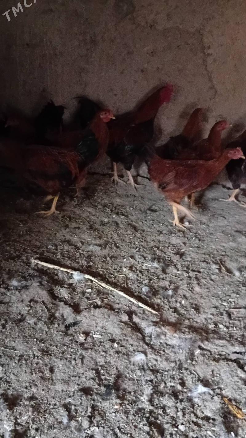 towuk horaz - Şabat etr. - img 3