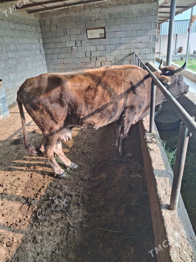 gysyr sygyr - Gökdepe - img 3