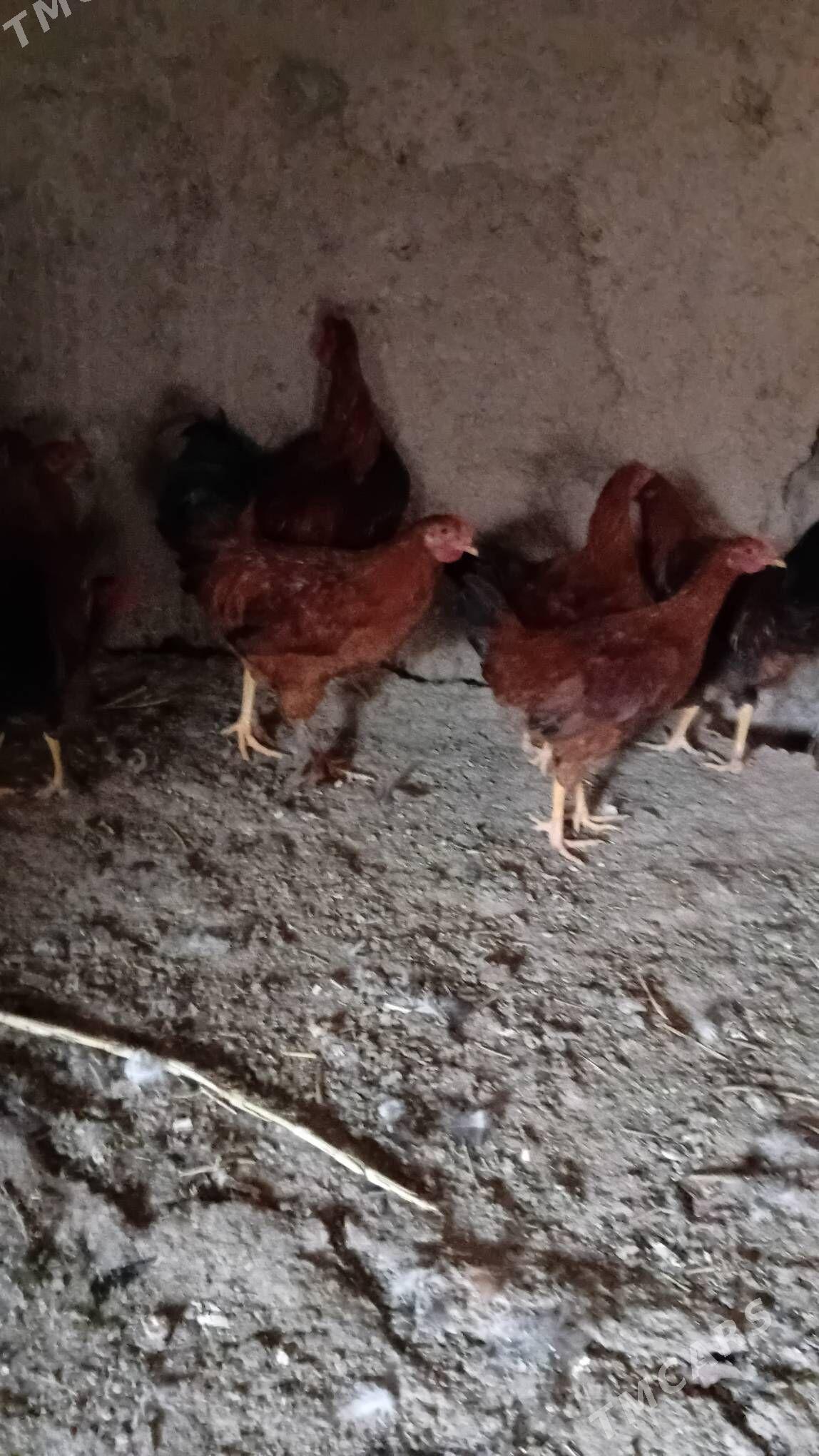 towuk horaz - Şabat etr. - img 2