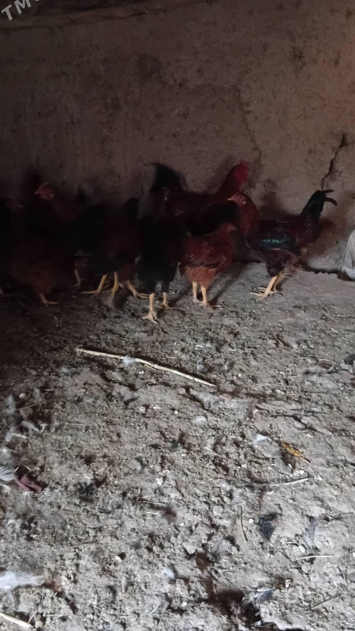 towuk horaz - Şabat etr. - img 1