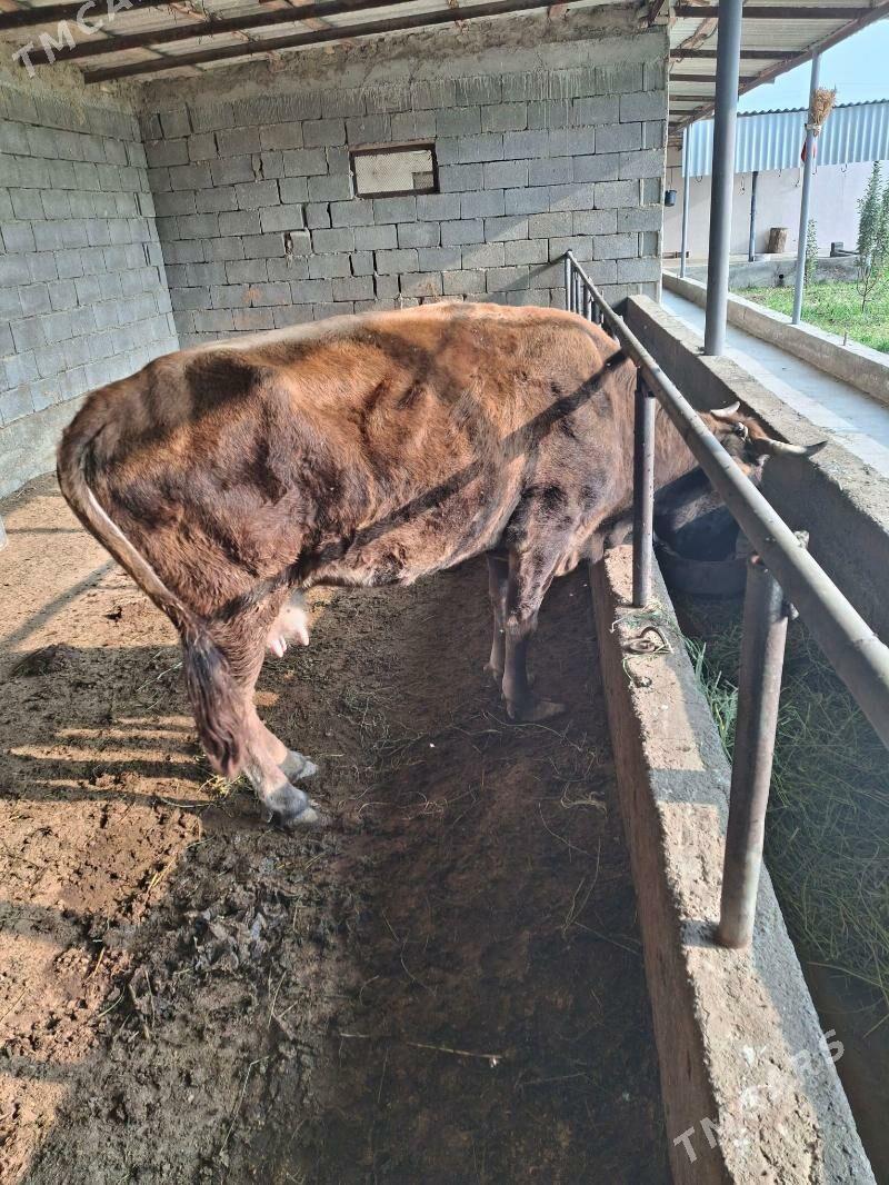 gysyr sygyr - Gökdepe - img 2