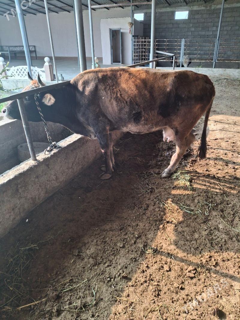 gysyr sygyr - Gökdepe - img 5