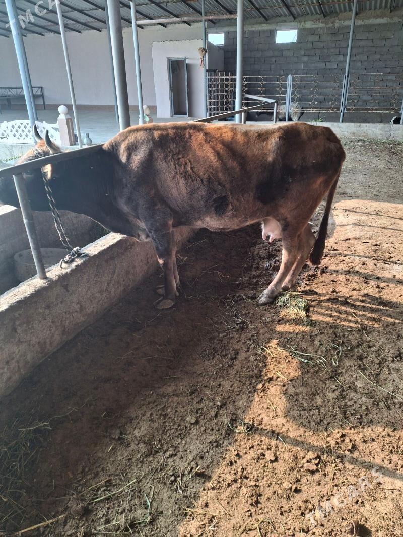 gysyr sygyr - Gökdepe - img 4