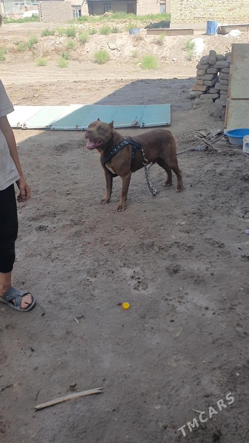 pidbull - Дашогуз - img 6