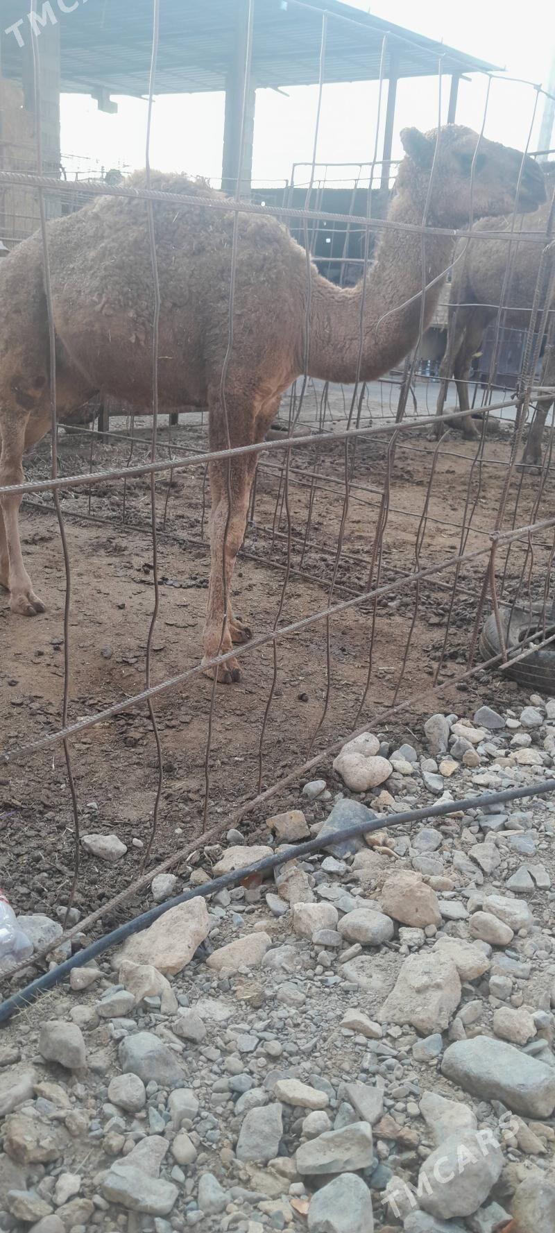 Köşekli düye bakyda duran - Gyzylarbat - img 6