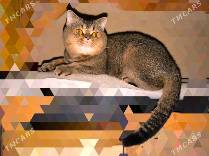 ВИСЛОУХИЙ ШОТЛАНДСКИЙ КОТ - Aşgabat - img 2