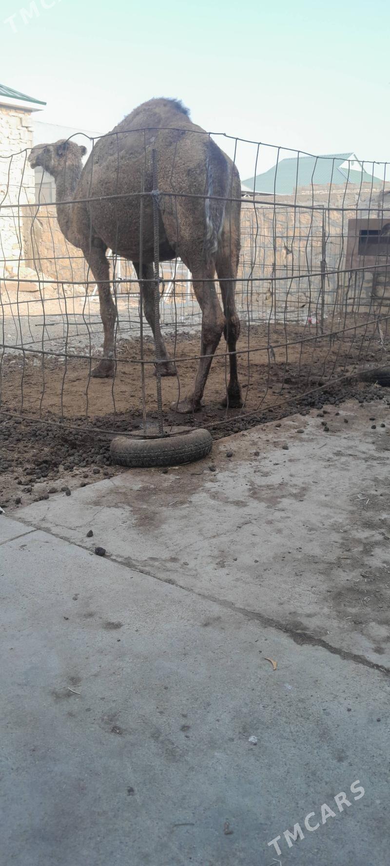 Köşekli düye bakyda duran - Gyzylarbat - img 4