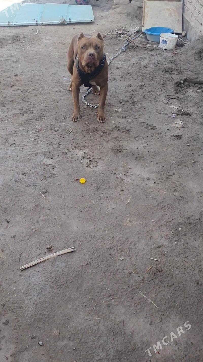 pidbull - Дашогуз - img 5