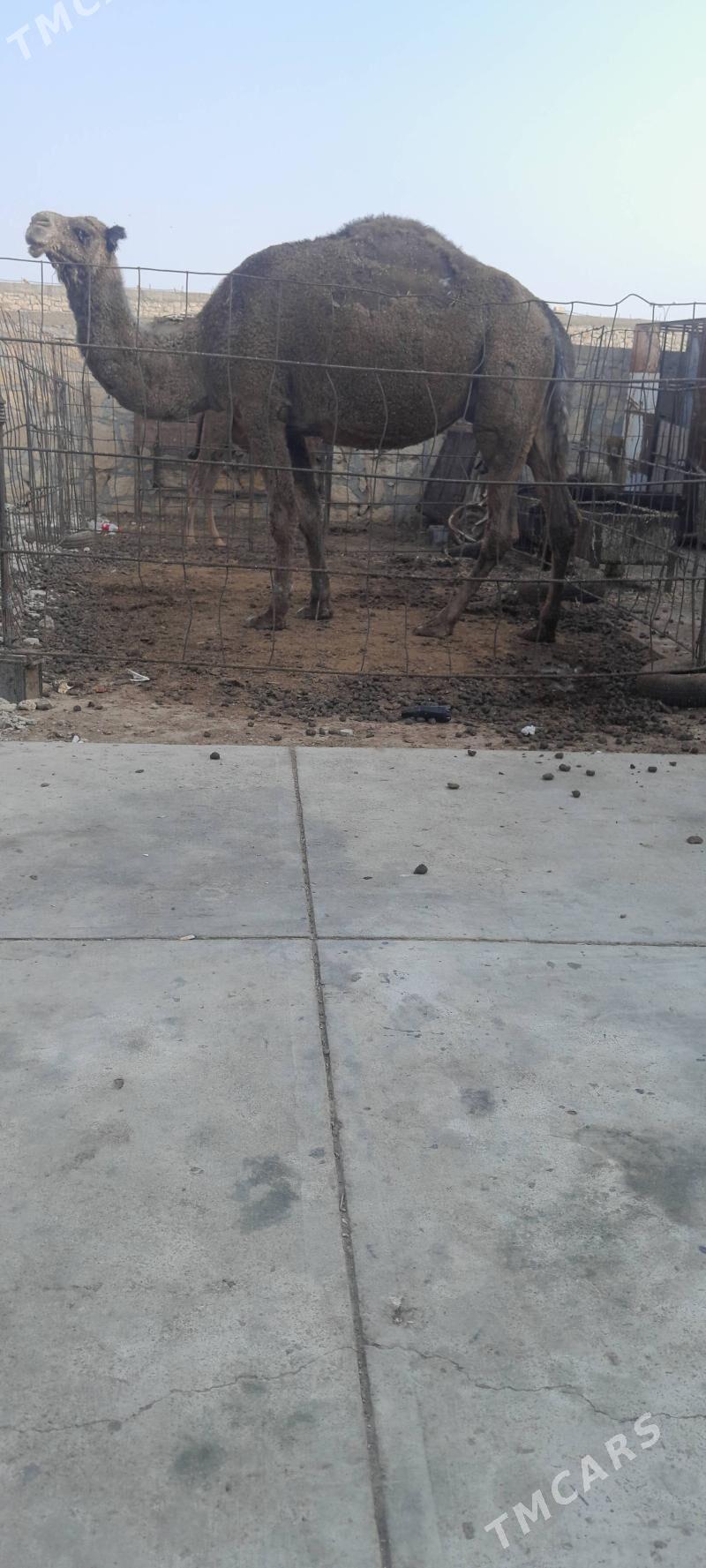 Köşekli düye bakyda duran - Gyzylarbat - img 2