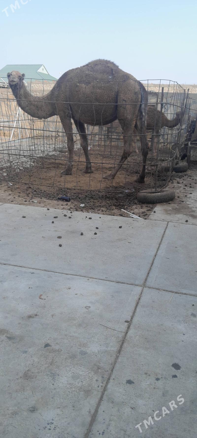 Köşekli düye bakyda duran - Gyzylarbat - img 3