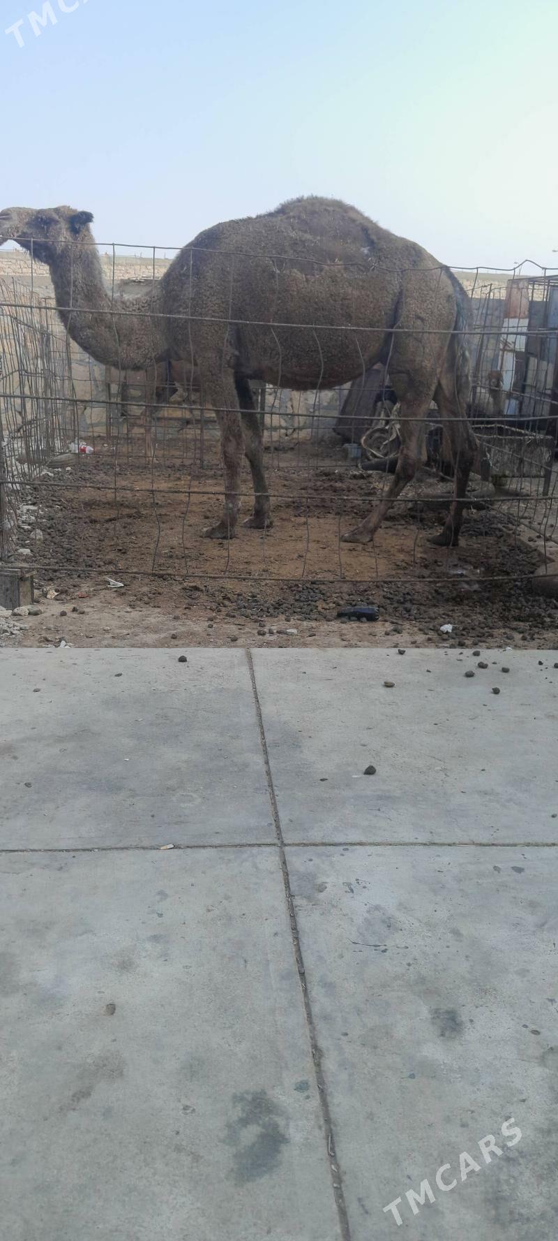 Köşekli düye bakyda duran - Gyzylarbat - img 1