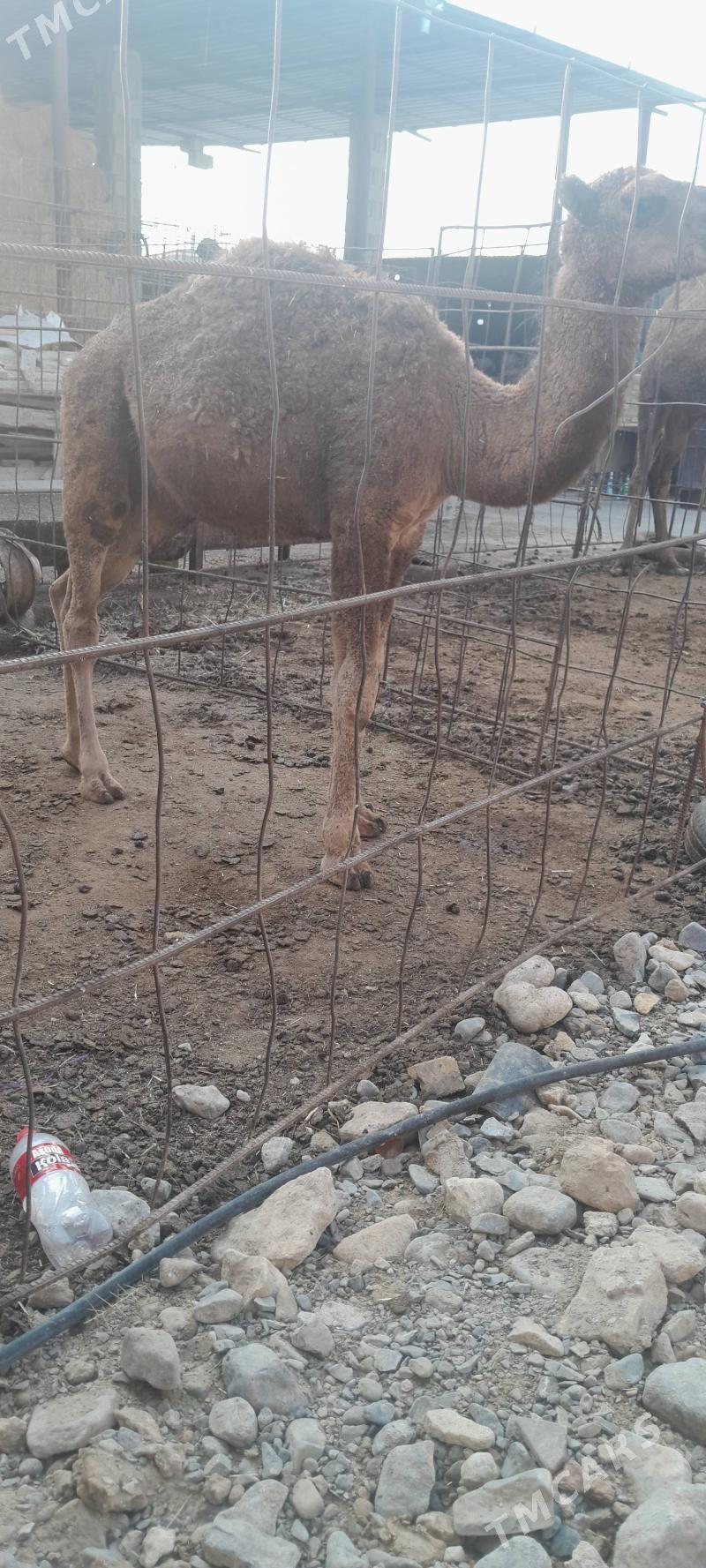 Köşekli düye bakyda duran - Gyzylarbat - img 5