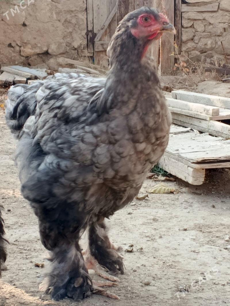 brama - Jebel - img 2