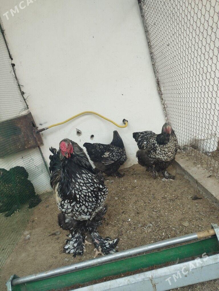 brama silver - Gyzylarbat - img 5