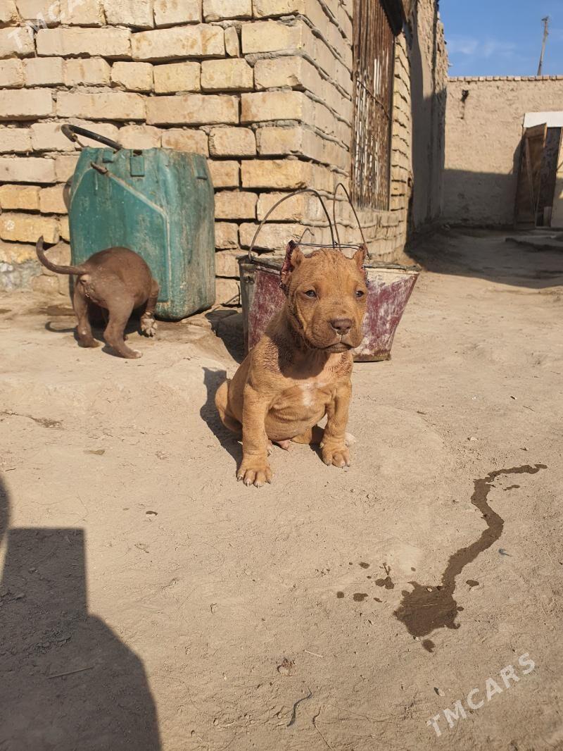 pidbull - Дашогуз - img 3