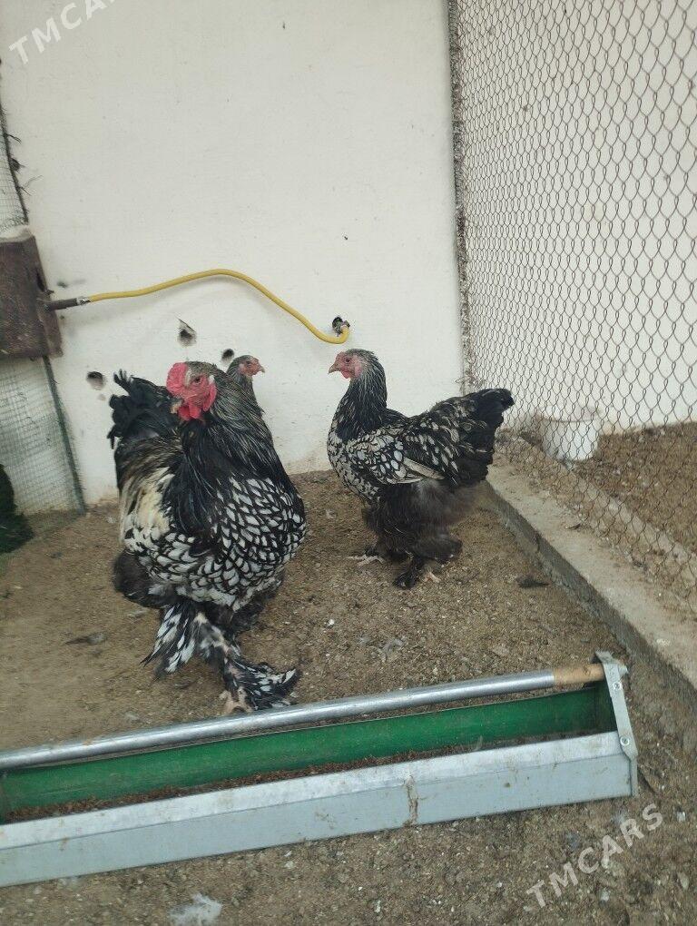 brama silver - Gyzylarbat - img 3