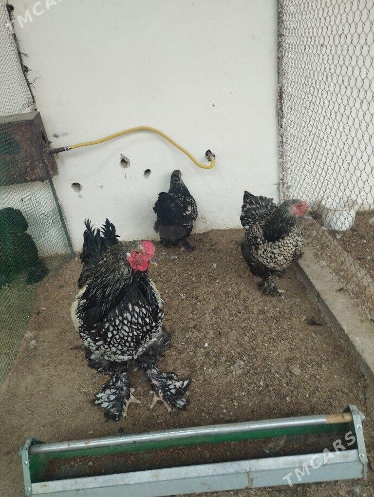 brama silver - Gyzylarbat - img 1