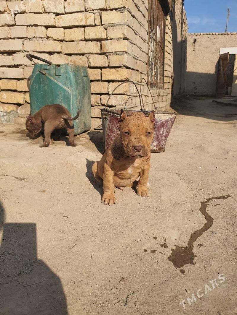 pidbull - Дашогуз - img 4