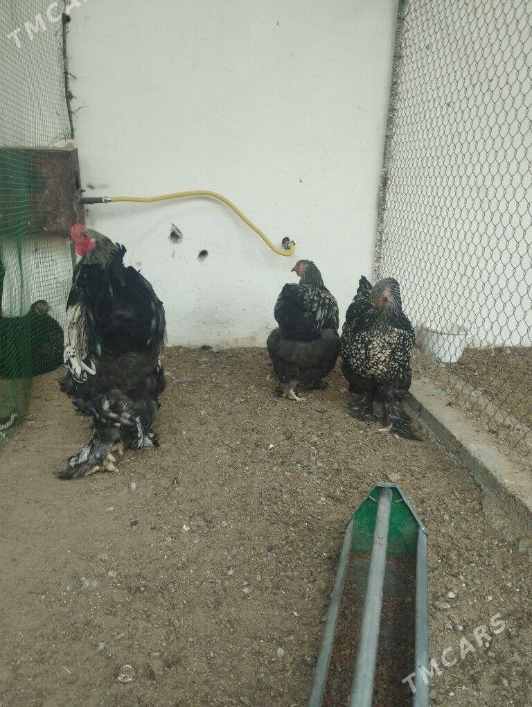 brama silver - Gyzylarbat - img 2