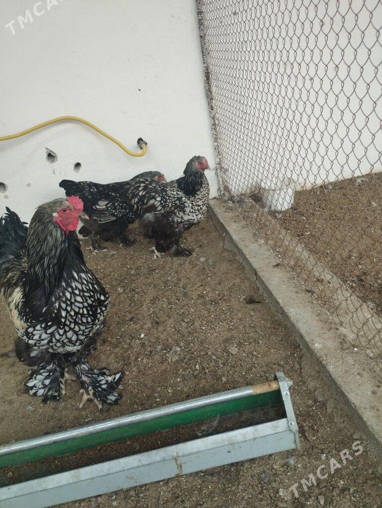 brama silver - Gyzylarbat - img 4