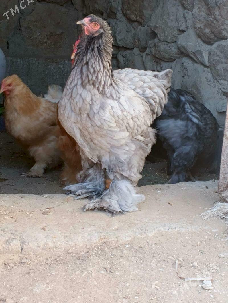 brama - Jebel - img 1