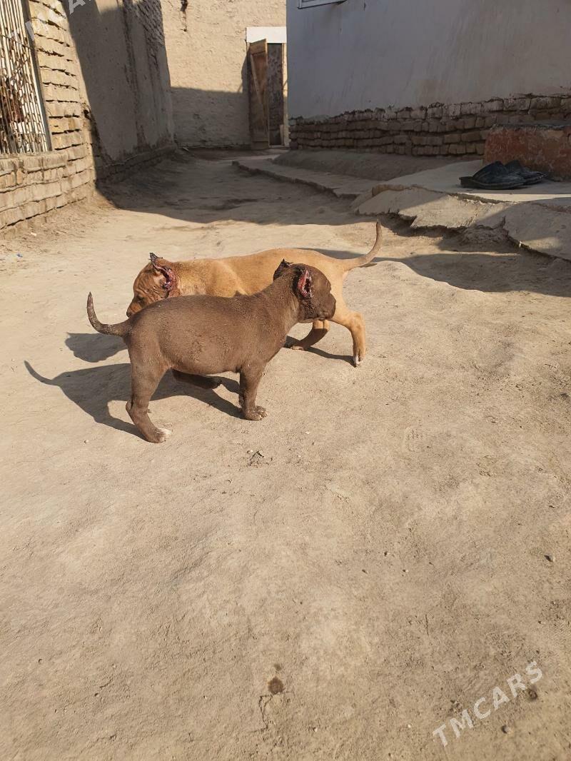 pidbull - Дашогуз - img 2