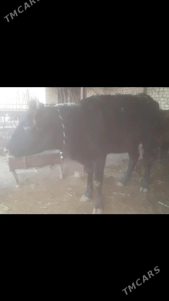 Gulajyn - Murgap - img 4